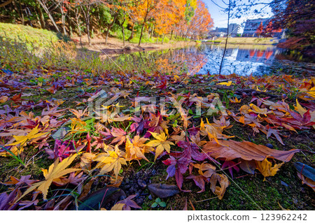 Autumn leaves in Kohoku New Town and Tsuzuki Chuo Park 123962242