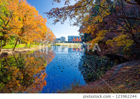 Autumn leaves in Kohoku New Town and Tsuzuki Chuo Park 123962244
