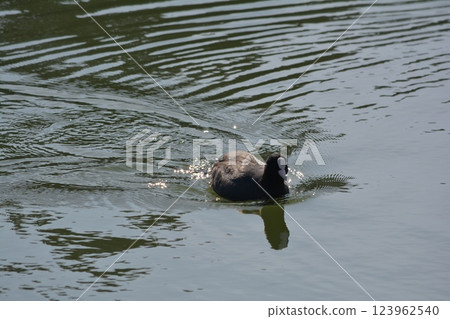 名古屋城護城河裡的水鴨 123962540