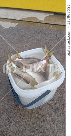 我捕到了很多 Konoshiro 魚。 我捕到了很多 Konoshiro 魚。 123962553