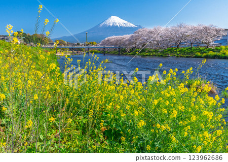 Ryuganbuchi, a famous spot for Mt. Fuji, cherry blossoms and rape blossoms [Fuji City] 123962686