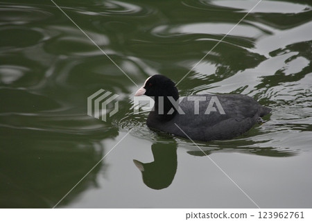 名古屋城護城河裡的水鴨 123962761