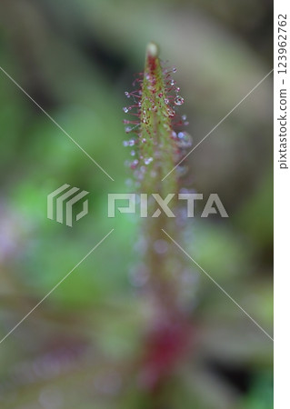 茅膏菜和雨滴 123962762