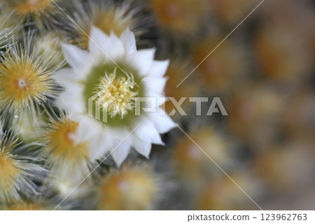 佳美娜肉質花 123962763