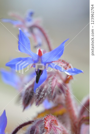 波爾吉花 123962764