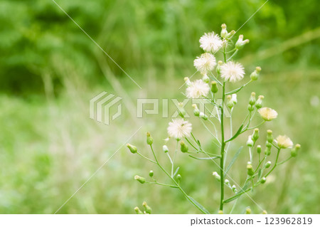 white grass flower blooming  spring nature   background 123962819