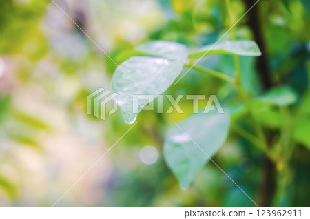 soft focus green leave at sunrise ,Abstract spring nature background soft focus green leave at sunrise ,Abstract spring nature background 123962911