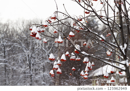 Rowan under snow Rowan under snow 123962949