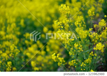 The arrival of spring Rape blossom field 123962980