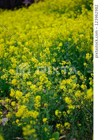春天油菜花田的到來 123962982