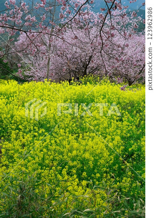 The arrival of spring Rape blossom field The arrival of spring Rape blossom field 123962986