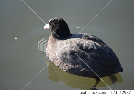 Coots living in the moat of Nagoya Castle Coots living in the moat of Nagoya Castle 123962987