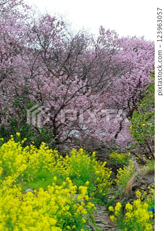 須崎的油菜花和河津櫻花 須崎的油菜花和河津櫻花 123963057