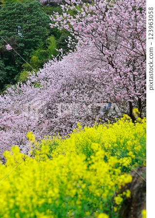 須崎的油菜花和河津櫻花 123963058