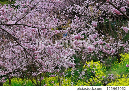 須崎的油菜花和河津櫻花 123963062