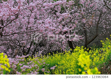 須崎的油菜花和河津櫻花 須崎的油菜花和河津櫻花 123963064