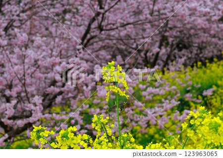 須崎的油菜花和河津櫻花 須崎的油菜花和河津櫻花 123963065