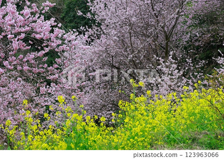 須崎的油菜花和河津櫻花 123963066