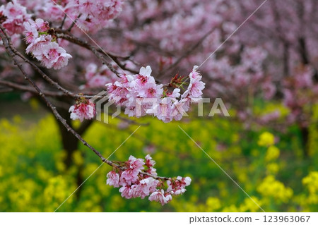 須崎的油菜花和河津櫻花 須崎的油菜花和河津櫻花 123963067