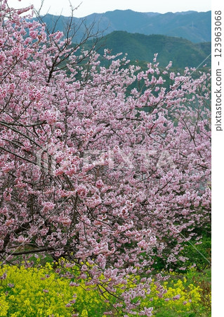 須崎的油菜花和河津櫻花 須崎的油菜花和河津櫻花 123963068