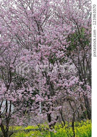 須崎的油菜花和河津櫻花 須崎的油菜花和河津櫻花 123963070