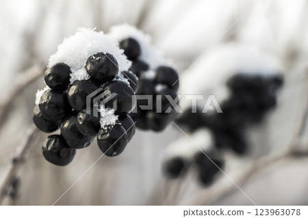 Chokeberry under snow Chokeberry under snow 123963078