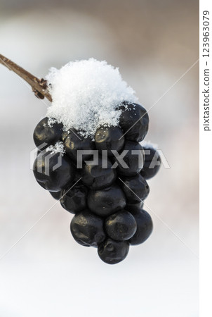 Chokeberry under snow Chokeberry under snow 123963079