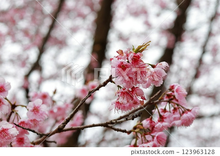 河津櫻花宣布春天的到來 123963128