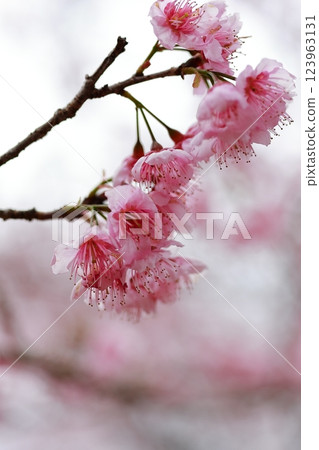Kawazu cherry blossoms to announce the arrival of spring 123963131