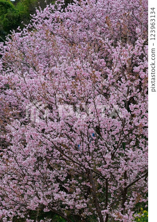 河津櫻花宣布春天的到來 123963134