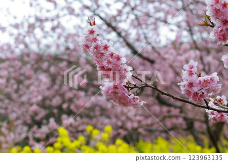 河津櫻花宣布春天的到來 123963135