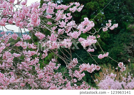 河津櫻花宣布春天的到來 123963141