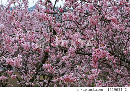 河津櫻花宣布春天的到來 123963142