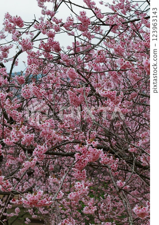 Kawazu cherry blossoms to announce the arrival of spring Kawazu cherry blossoms to announce the arrival of spring 123963143