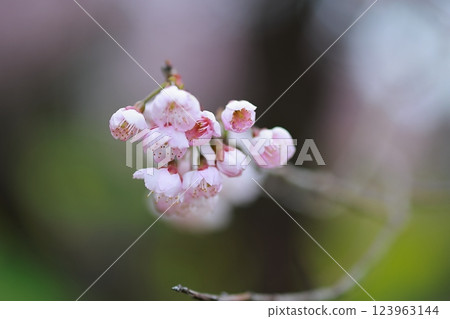 Kawazu cherry blossoms to announce the arrival of spring 123963144