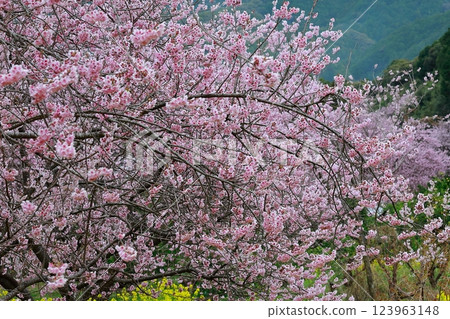 河津櫻花宣布春天的到來 河津櫻花宣布春天的到來 123963148