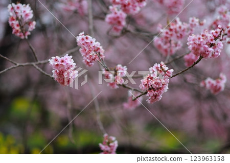 河津櫻花宣布春天的到來 123963158