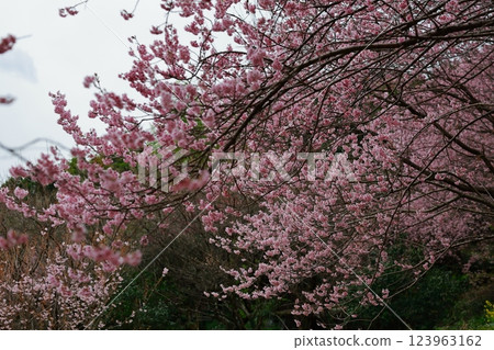 Kawazu cherry blossoms to announce the arrival of spring Kawazu cherry blossoms to announce the arrival of spring 123963162