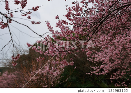 Kawazu cherry blossoms to announce the arrival of spring 123963165