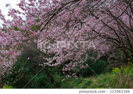 河津櫻花宣布春天的到來 123963166