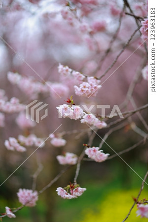 Kawazu cherry blossoms to announce the arrival of spring 123963183