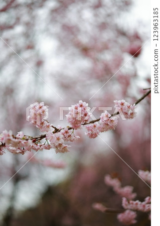 河津櫻花宣布春天的到來 123963185