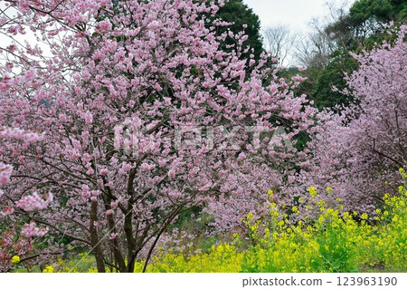 河津櫻花宣布春天的到來 123963190