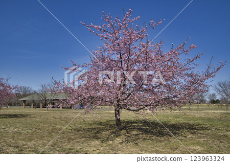 埼玉縣羽生市羽生水鄉公園花見廣場的櫻花 埼玉縣羽生市羽生水鄉公園花見廣場的櫻花 123963324