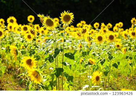 Sunflower sunflower sunflower 123963426