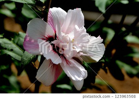 芙蓉粉紅喜悅 芙蓉粉紅喜悅 123963508