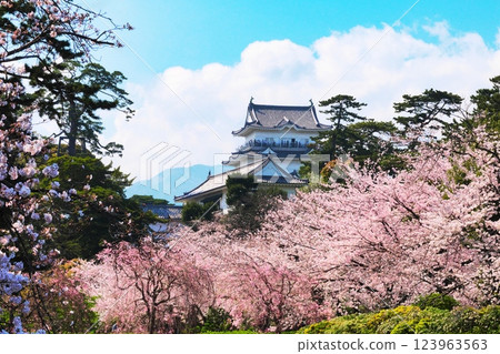 Odawara Castle tower and cherry blossoms in full bloom 1 123963563