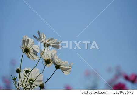 裝飾秋日天空的白色波斯菊 裝飾秋日天空的白色波斯菊 123963573
