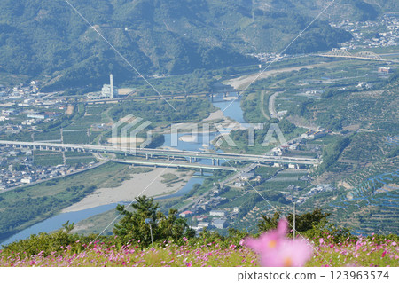 Scenery of the Arida River colored by autumn cosmos Scenery of the Arida River colored by autumn cosmos 123963574