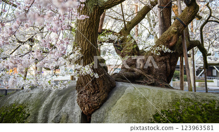 在花崗岩裂隙中自然生長的江戶彼岸古樹 - 天然紀念物石割櫻 - 盛岡市 123963581